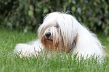 TERRIER DU TIBET 049